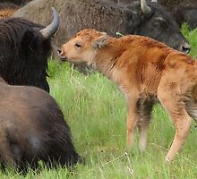 The Bison's Kiss by Inksphoto