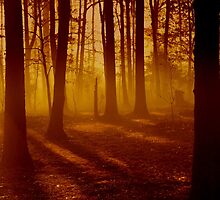 Blazon Embers by NatureGreeting Cards ©ccwri