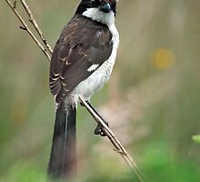 Young Long-tailed fiscal by Paulo van Breugel