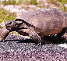 Mr. Slow by Kim McClain Gregal