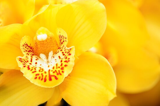 Yellow Cymbidium Orchids