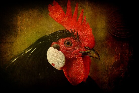 Rocky Rooster