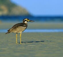 Beach Stone-curlew by naturalnomad