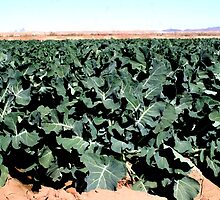 Broccoli... by ThomHull