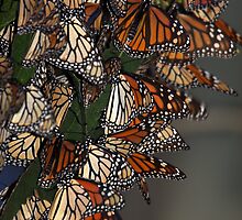 Migrating Butterflies by CarolM
