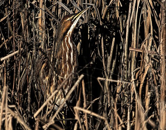 Bittern Camouflage