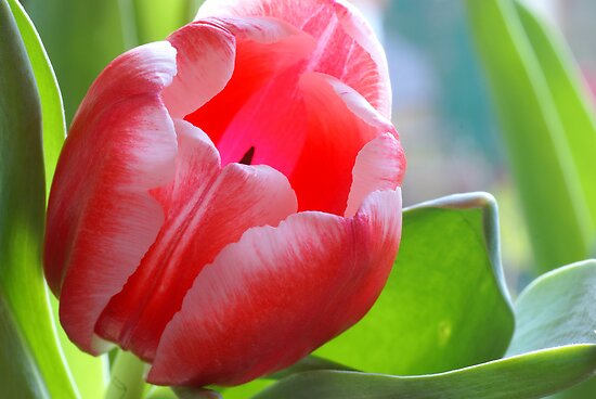 Bright Tulips