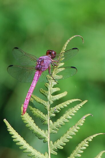 Purple Dragonflies