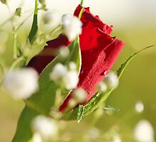 Be my Valentine. X by bared