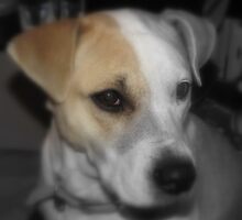jerzy by gabbielizzie