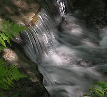 Hidden Treasure In The Forest by briansbabe