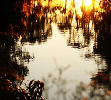 Golden Flood by Kris K & R Photography