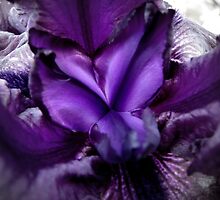 Purple overdose by goddessteri211