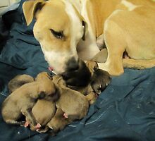 jerzy and her 11 pups by gabbielizzie