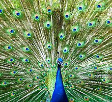 Peacock Displaying Colors by FSmith22