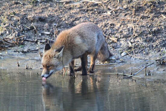 water fox classic