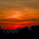 Sunset silhouette in Sicily by hawkea
