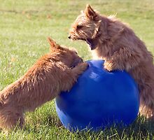 A Doggy Disagreement by susan stone
