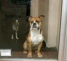 Greenwich Village Dogs by RonnieGinnever