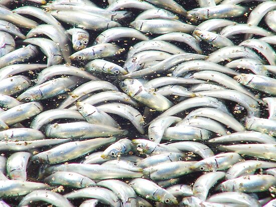 sardines redondo