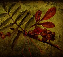 The Talisman by Pamela Phelps