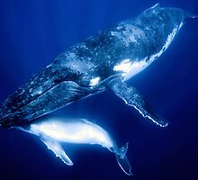 Humpback Whales by Melissa Fiene