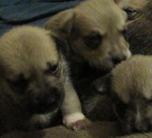 three of jerzy's pups by gabbielizzie
