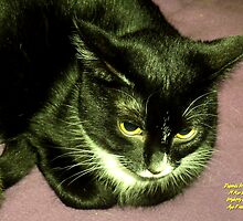 IittyBitty Kitty sez: "It's Doubtful" by Dayonda