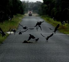 Roadkill by myraj