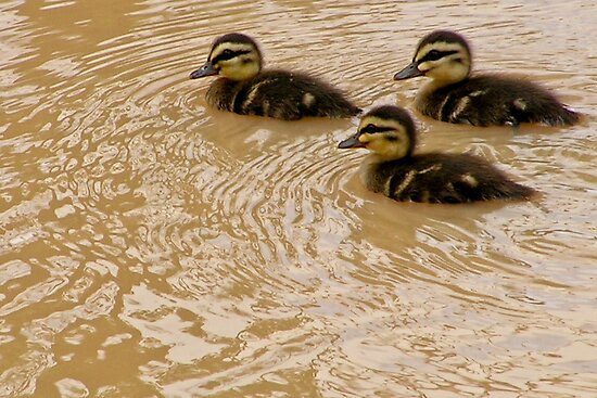 Baby Black Ducks