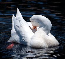 Bashful Royal by Steve Randall