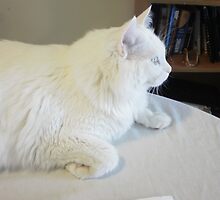King cat alias Sugar by Nora Fraser