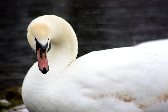 Melisa White Swan