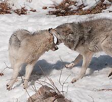 Battle of the Sexes by Tracey Dryka