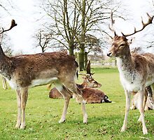 Bushy Park: Fallow Deerest Gentry on Four Legs by Sphere
