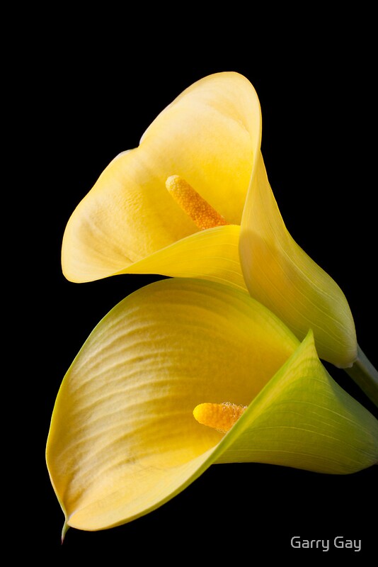quot pair of yellow calla lilies quot by garry gay redbubble quot pair of yellow calla lilies quot by garry gay redbubble