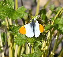 Orange Tip Butterfly by dilouise