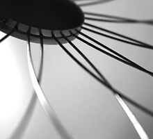 Wired Flower against White by Christopher Herrfurth