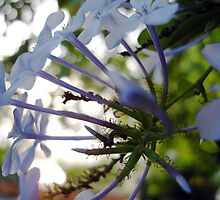 Afternoon Light by Caine Mazoudier