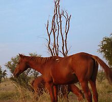 Bush Work Horse by Caine Mazoudier