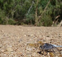 Sapphire Dragonfly by Caine Mazoudier