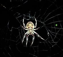 Spider by Caine Mazoudier