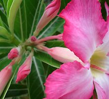 Burst Of Life by Caine Mazoudier