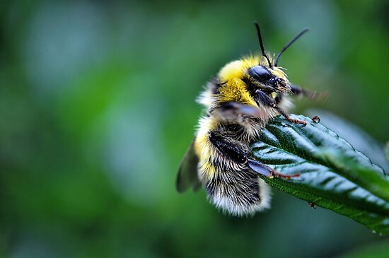 Fluffy Bee