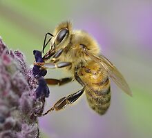 Bee-lated Birthday Card by Imserendipity