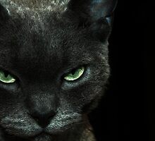Irresistible... by Annabelle Evelyn
