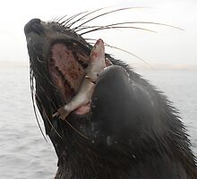 Casanova the Seal by Suzy Brunyee
