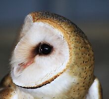 Barn Owl - "Casper" by Alyce Taylor
