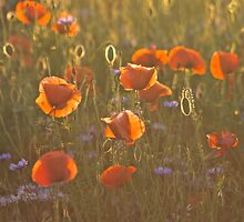 Golden moment . Psychodelic opium poppy delusion landscape. by Brown Sugar. Yeah !!! Views (336) favorited by (1) Thank you very much !!! Waaaaws !!! by © Andrzej Goszcz,M.D. Ph.D