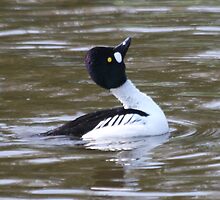 Goldeneye Displaying by webbo